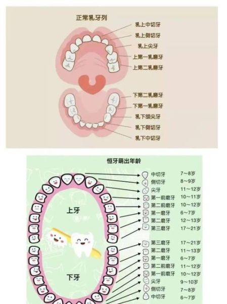 牙是什么意思牙怎么读 拼音 笔画 笔顺 含义与解释